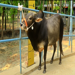 Male - Bull (ষাঁড়)